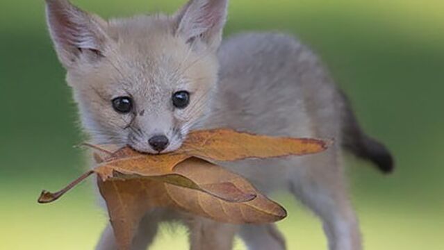 12 Bebes Renard Trop Mignons Pour Etre Vrais