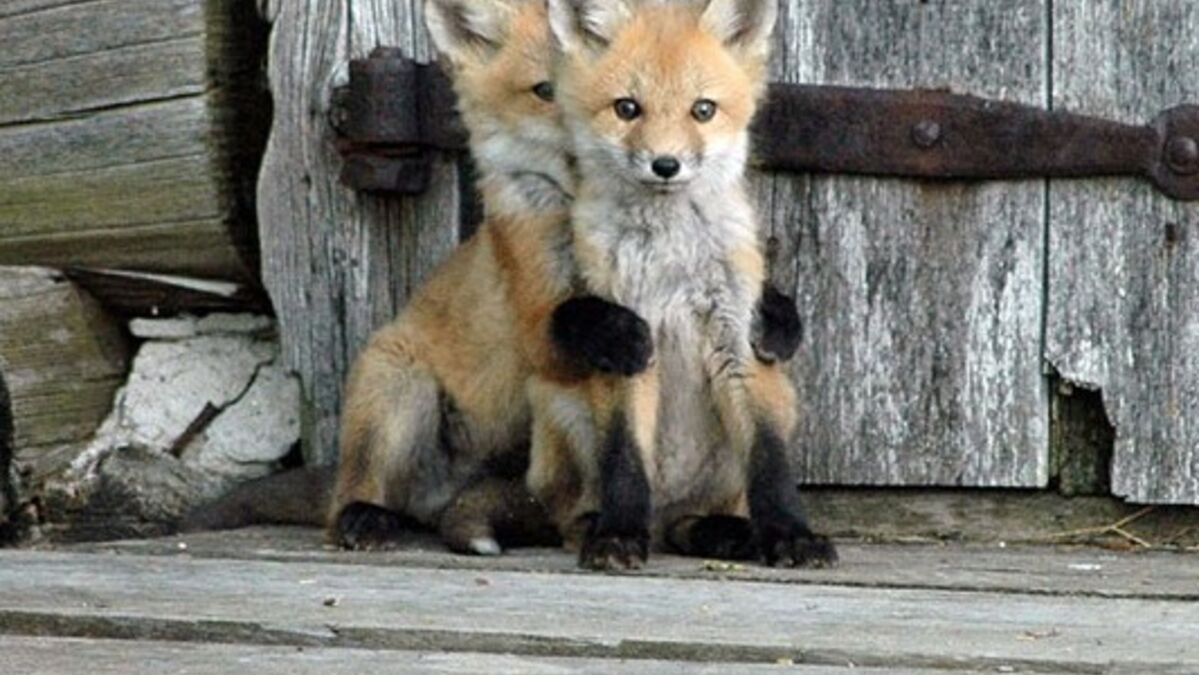 12 Bebes Renard Trop Mignons Pour Etre Vrais