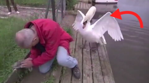 N Ecoutant Que Son Courage Il Sauve Un Bebe Cygne Coince Dans Le Grillage Sous Les