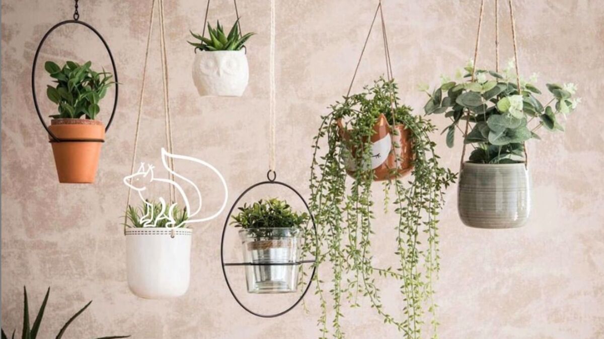 10 plantes à avoir chez soi pour assainir l'air intérieur