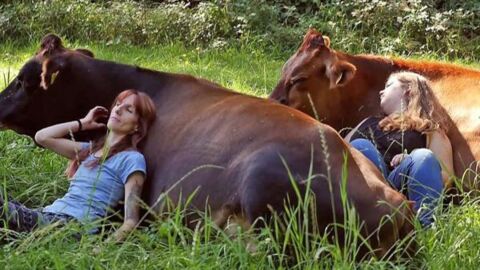 Câliner une vache : la nouvelle tendance bien-être ?