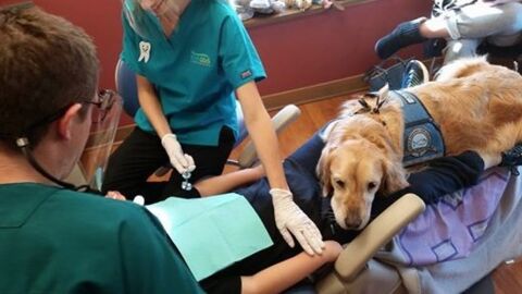 Ce dentiste a embauché un chien pour rassurer les enfants