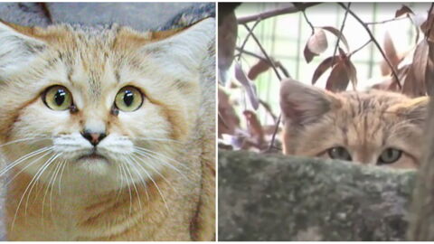 Un Chat Sauvage Tres Rare Repere Apres 10 Ans D Absence