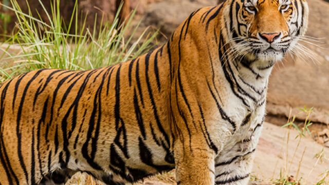 connaissez vous les differentes especes de tigre dans le monde