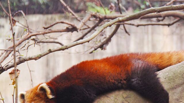 Disparition mystérieuse d'un panda roux du parc animalier d'Auvergne 