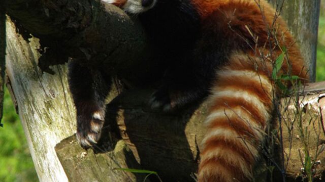 Un panda roux du parc animalier d'Auvergne a disparu – L'Express