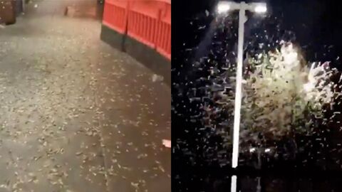 Impressionnant : Las Vegas envahie par des milliers de sauterelles ! (vidéo)