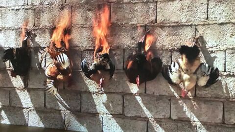 Au MAC de Lyon, on admire des poulets brûler