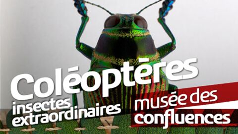 À Lyon, le Musée des Confluences révèle les secrets des coléoptères