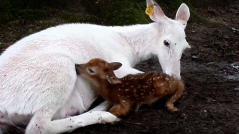 Cette Magnifique Biche Vient De Donner Naissance A Un Petit Faon Mais Une Autre Surprise L