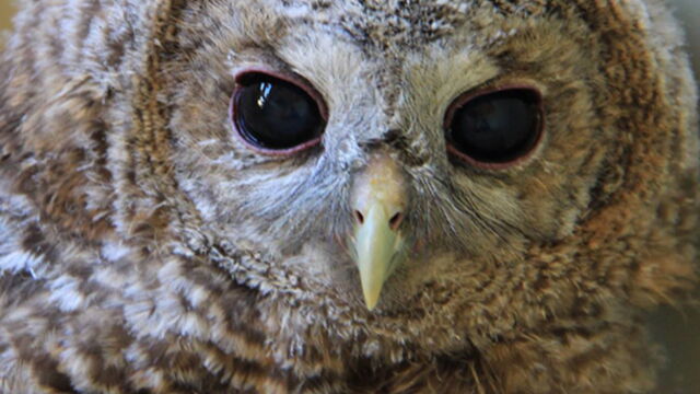 Pourquoi Vous Ne Devez Surtout Pas Ramasser Les Bebe Chouettes Hulottes