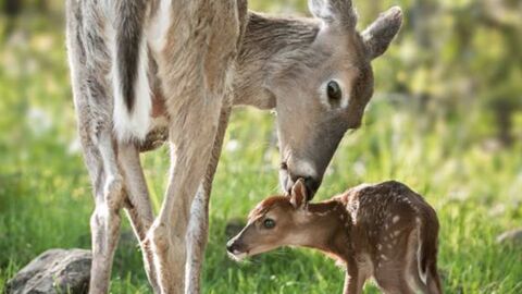 Pourquoi Il Ne Faut Pas Surtout Pas Toucher Aux Faons Trouves En Foret