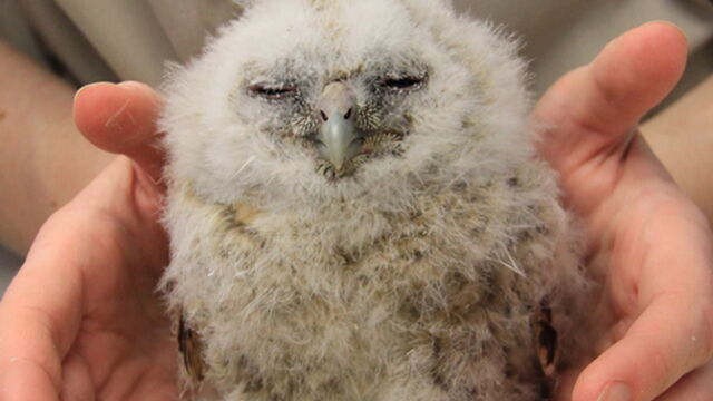 Pourquoi Vous Ne Devez Surtout Pas Ramasser Les Bebe Chouettes Hulottes