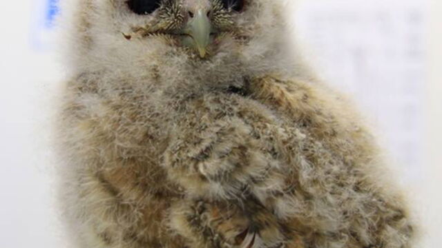 Pourquoi Vous Ne Devez Surtout Pas Ramasser Les Bebe Chouettes Hulottes