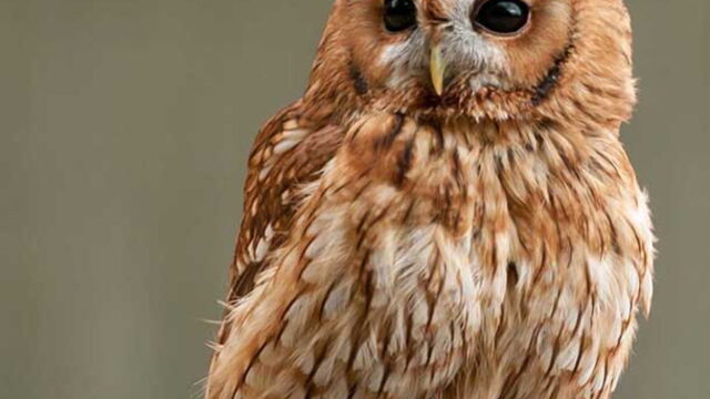 Pourquoi Vous Ne Devez Surtout Pas Ramasser Les Bebe Chouettes Hulottes