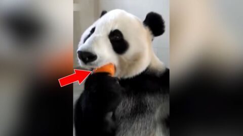 Ce gros panda est en train de manger une glace, et c'est vraiment trop mignon!