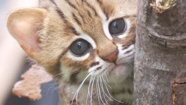 On Vous Presente Le Plus Petit Chat Au Monde