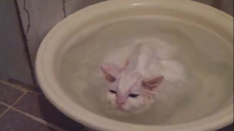 Le Chat Qui Ne Voulait Pas Sortir De Son Bain
