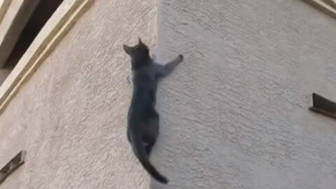 Apres Spiderman Decouvrez Spidercat Le Chat Qui Grimpe Au Mur