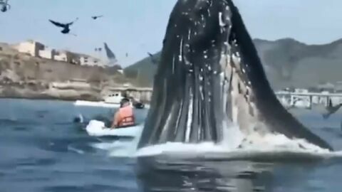 une femme en kayak rencontre une baleine