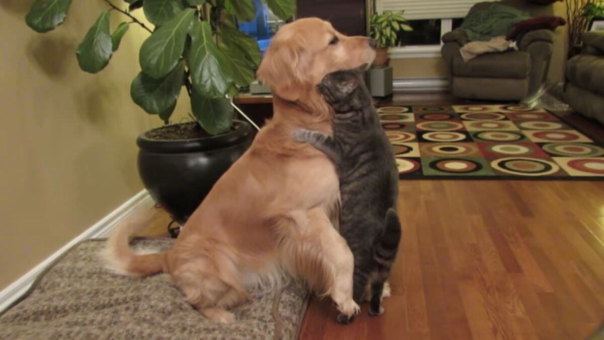 Ce Chat Attaque Ce Chien D Une Drole De Maniere Vous N Allez Pas En Revenir