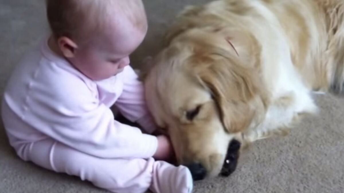 Ce Bebe Chahute Avec Un Chien Pendant Qu Il Mange Des Images Attendrissantes Ce Bebe Chahute Avec Un Chien Pendant Qu Il Mange Des Images Attendrissantes