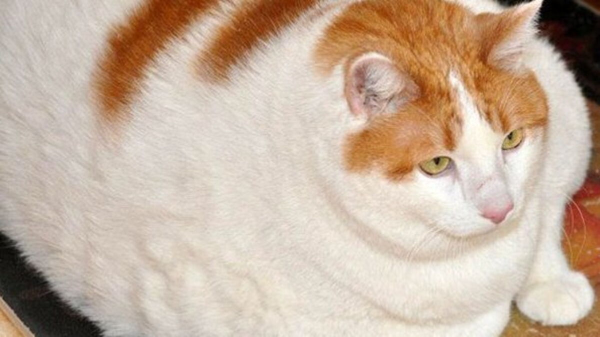 Top 5 Des Chats Les Plus Gros Du Monde