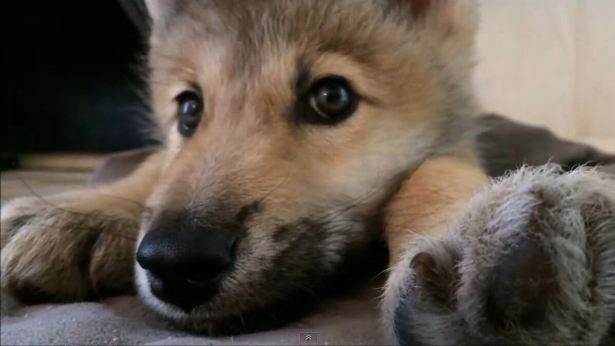 Ce Bebe Loup A Le Hoquet Sans Doute La Chose La Plus Mignonne Que Vous Verrez Aujourd Hui