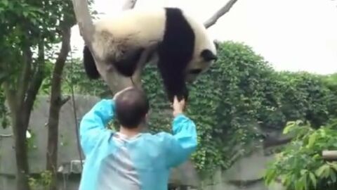 Ce panda voulait descendre de son arbre pour une bonne raison. il va vous faire craquer