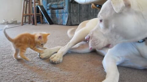 rencontre chaton chien