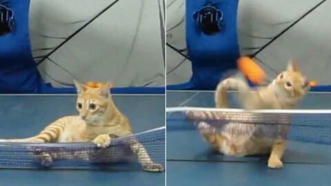 Ce chat est un vrai champion du ping-pong. Vous n'allez pas en croire vos yeux !