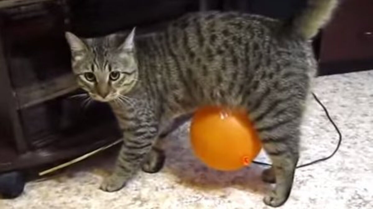 Ce Chat Decouvre Les Ballons De Baudruche Pour La Premiere Fois Mais Les Choses Ne Se Passent Pas Comme Prevu