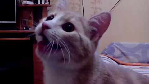 Ce Chat A Un Probleme Il Se Comporte Comme Un Chien