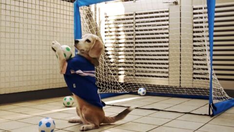 Ce chien joue au foot comme un vrai pro ! 