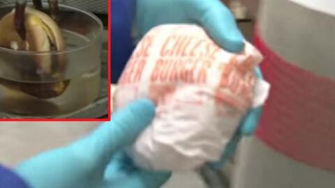 Voici ce qui arrive à cheeseburger quand on le plonge dans de l'acide chlorhydrique
