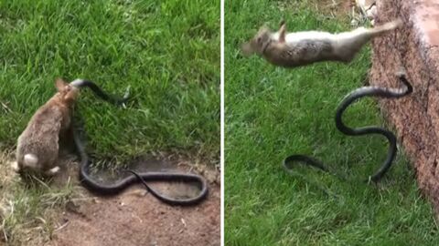 Un combat épique entre une lapine et un serpent