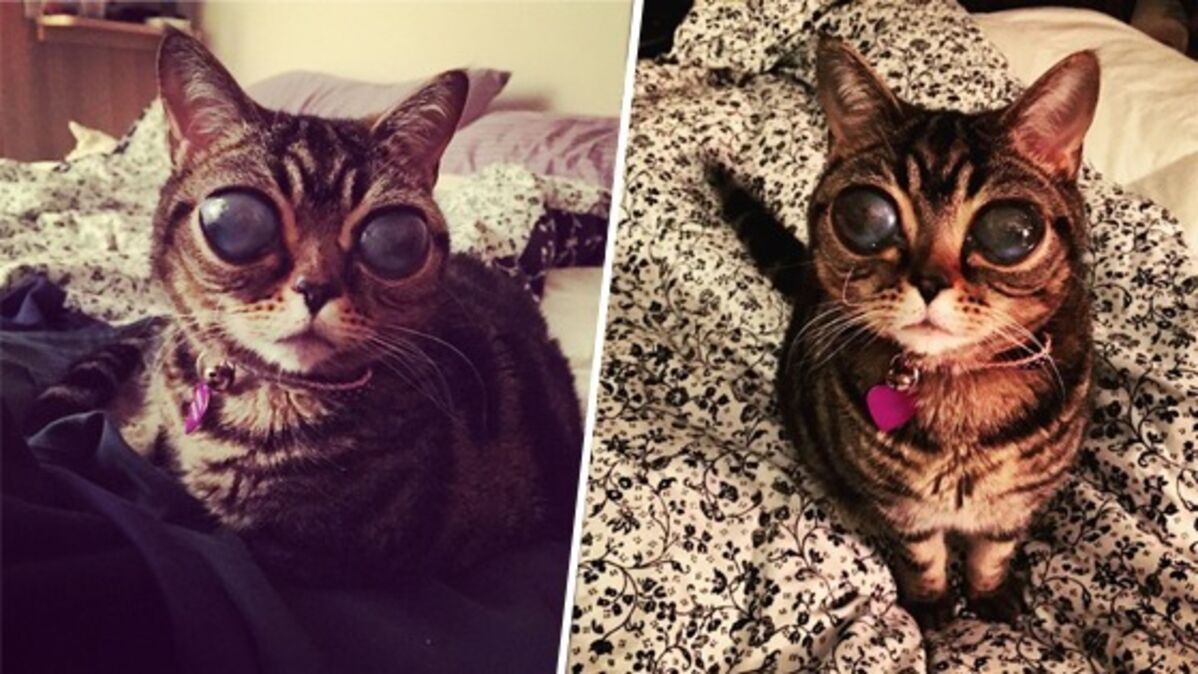 Avec Ses Yeux Extraterrestres Ce Chat Cree La Sensation Sur Internet