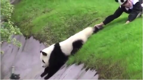 Ce panda n'a vraiment pas envie d'obéir à son soigneur