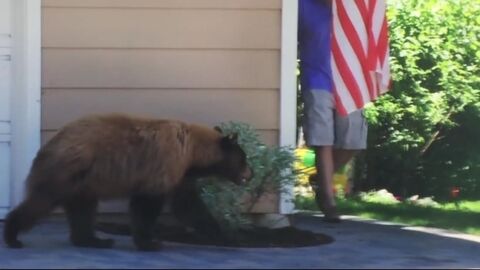 Un ours et un homme se rencontrent au coin d'une maison