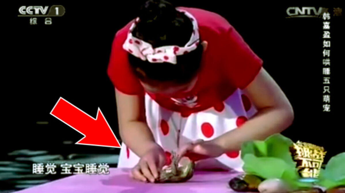 Cette Fillette Arrive A Hypnotiser Un Chien Une Grenouille Un Lapin Et Une Poule Sur Un Plateau De Television