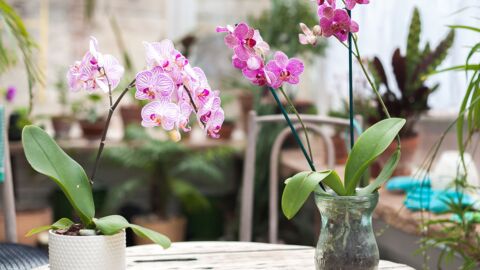 Comment bien entretenir une orchidée ? (Vidéo)