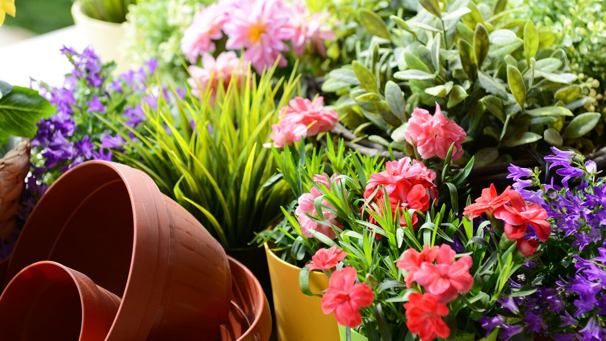 Découvrez les fleurs pour sublimer votre jardin