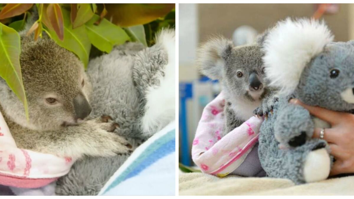 Ce Bebe Koala Vient De Perdre Sa Maman Et S Agrippe A Sa Peluche Pour Se Consoler