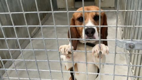 Vous pouvez désormais adopter des chiens de laboratoire à la SPA