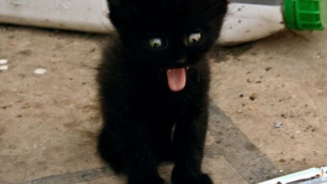 Le Best Of Des Animaux Qui Tirent La Langue
