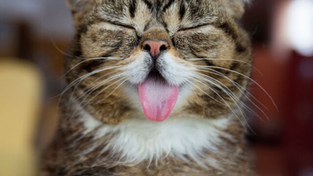 Le Best Of Des Animaux Qui Tirent La Langue