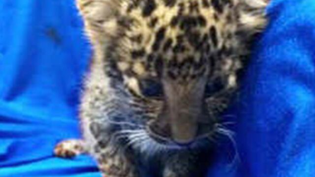 Inde Un Bebe Leopard Retrouve Enferme Dans Une Valise