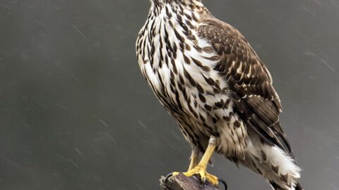 Charente Maritime un chasseur demande d nicher un rapace tr s