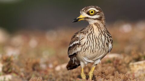 En Auvergne-Rhône-Alpes, on surveille les populations de cet oiseau très rare