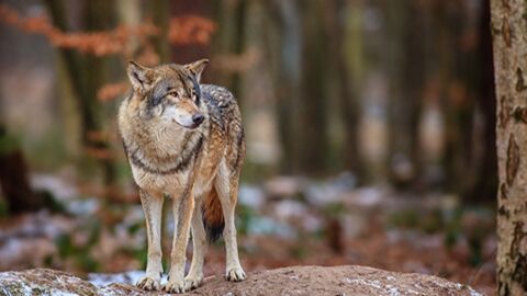 Plan Loup de Macron : 10 loups ont été abattus en 2 mois en France….